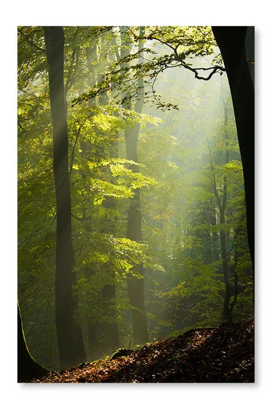 Autumn Forest In The Mist 16×24 Wall Art Frame And Fabric Panel| Autumn Forest In The Mist 16 po x 24 po : Cadre d’art mural et panneau de tissu|D44G3EZM