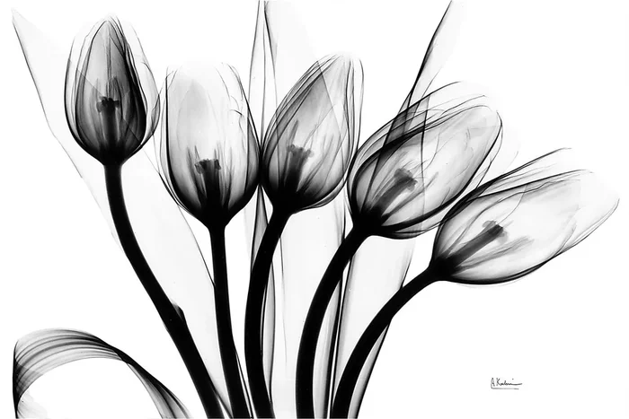 Dauzat Multi Artwork