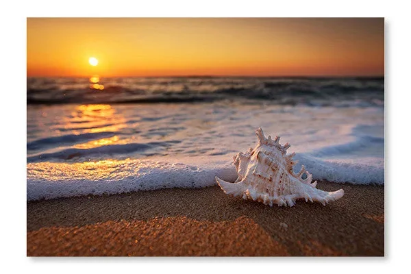Sea Shells On The Beach At Sunrise 28×42 Wall Art Frame And Fabric Panel| Sea Shells On The Beach At Sunrise 28 po x 42 po : Cadre d’art mural et panneau de tissu|D44GWAC9