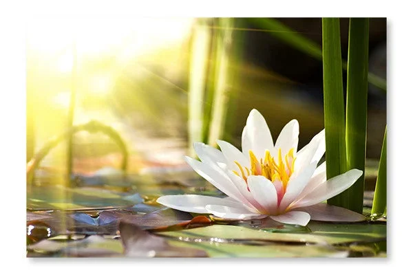 Water Lily 2 16×24 Wall Art Frame And Fabric Panel| Water Lily 2 16 po x 24 po : Cadre d’art mural et panneau de tissu|D44GDDT1